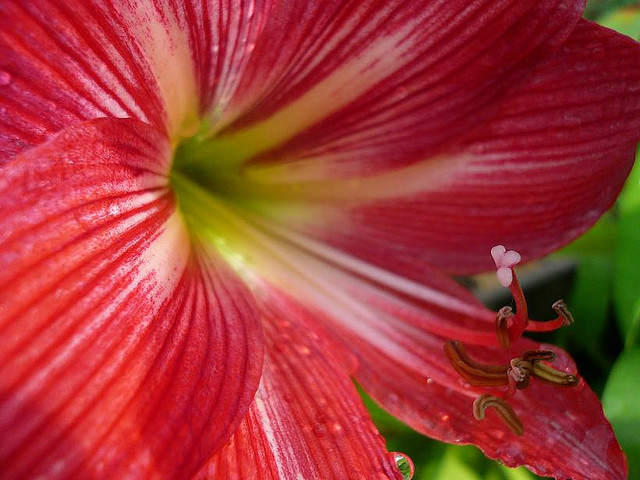 Amaryllis